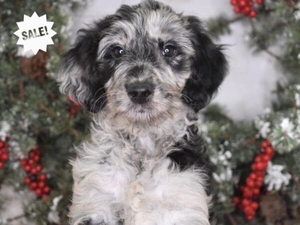 Goldendoodle-DOG-Female-Blue Merle-3469-Petland Independence & Lee's Summit, MO