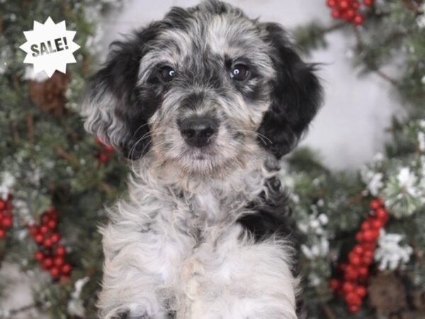 Goldendoodle-DOG-Female-Blue Merle-3469-Petland Independence, Missouri