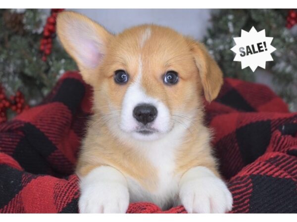 Pembroke Welsh Corgi-DOG-Male-Red & White-3450-Petland Independence, Missouri