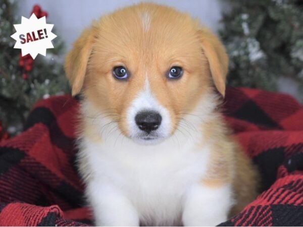 Pembroke Welsh Corgi DOG Male Red & White 3452 Petland Independence, Missouri