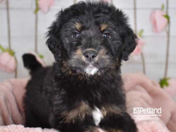 Bernadoodle DOG Female Tricolor 3626 Petland Independence, Missouri