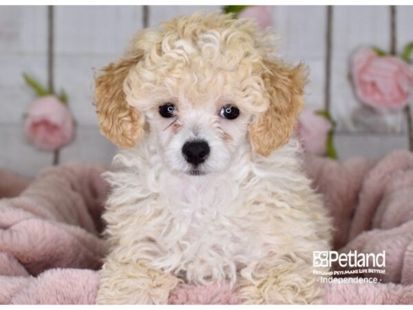 Toy Poodle-DOG-Male-Cream-3620-Petland Independence, Missouri