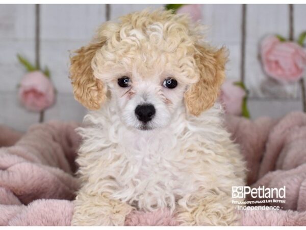 Toy Poodle DOG Male Cream 3620 Petland Independence, Missouri