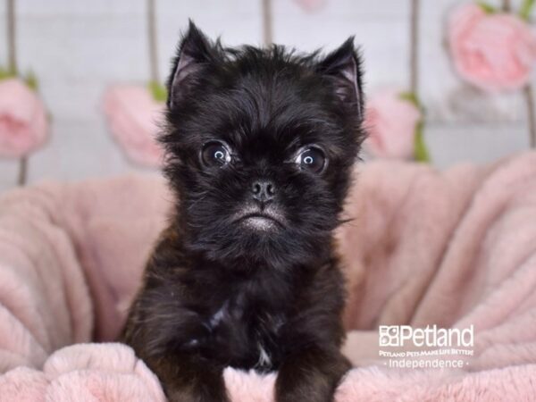 Brussels Griffon DOG Male Black and Tan 3617 Petland Independence, Missouri