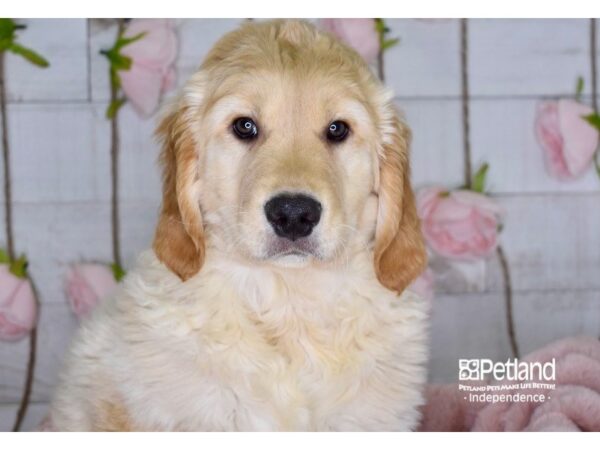 Golden Retriever DOG Male Golden 3618 Petland Independence, Missouri