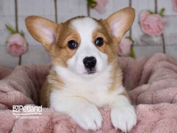 Pembroke Welsh Corgi-DOG-Male-Red & White-3628-Petland Independence, Missouri