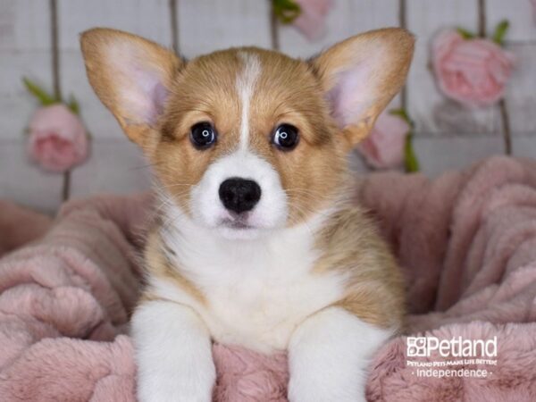 Pembroke Welsh Corgi-DOG-Female-Red & White-3629-Petland Independence, Missouri