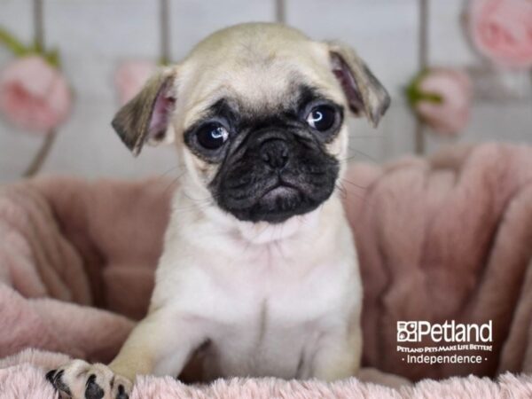 Pug DOG Male Fawn 3630 Petland Independence, Missouri