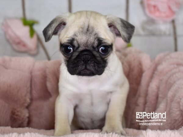 Pug DOG Female Fawn 3621 Petland Independence, Missouri