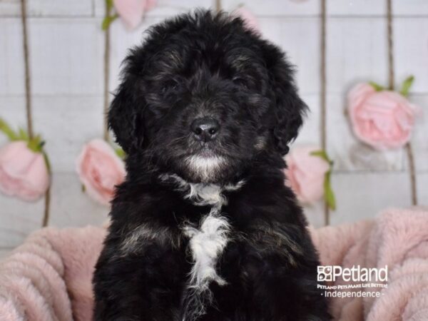 Bernadoodle DOG Male Tricolor 3627 Petland Independence, Missouri