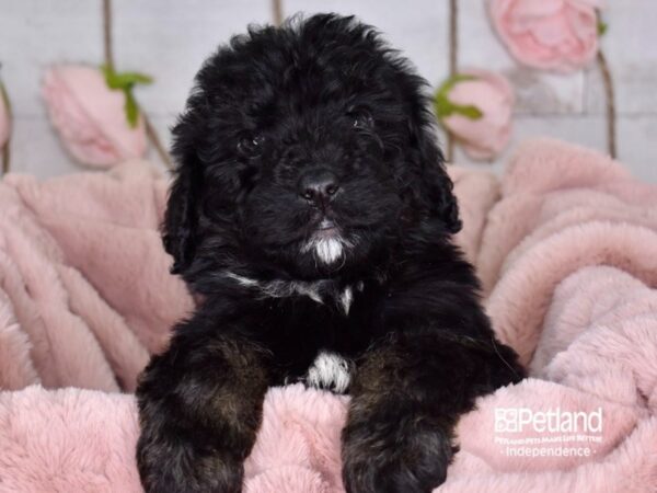 Bernadoodle DOG Male Tri Color 3625 Petland Independence, Missouri