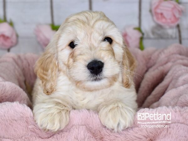 Miniature Goldendoodle-DOG-Male-Golden-3624-Petland Independence, Missouri