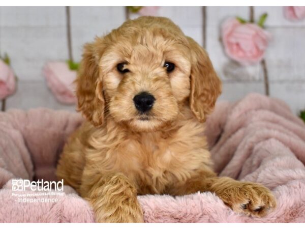 Miniature Goldendoodle-DOG-Female-Golden-3623-Petland Independence & Lee's Summit, MO