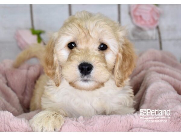 Miniature Goldendoodle-DOG-Female-Golden-3622-Petland Independence & Lee's Summit, MO
