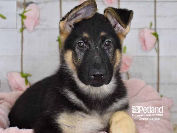 German Shepherd DOG Male Black & Tan 3633 Petland Independence, Missouri