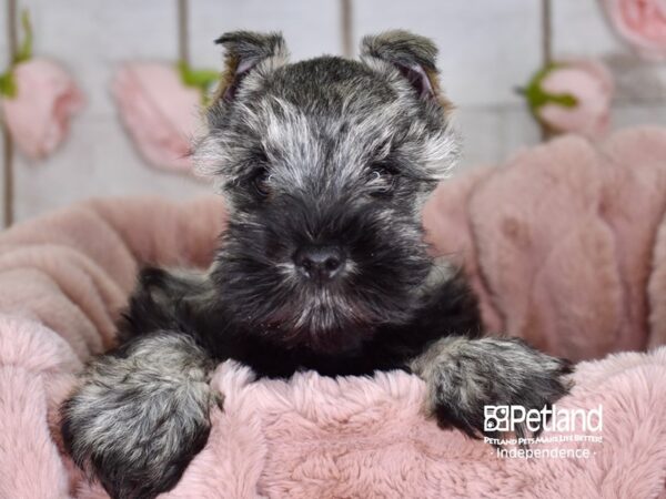 Miniature Schnauzer DOG Male Black and Silver 3637 Petland Independence, Missouri