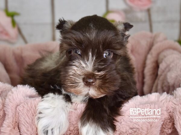 Miniature Schnauzer DOG Male Chocolate 3638 Petland Independence, Missouri