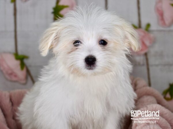 Pom A Poo-DOG-Female--3640-Petland Independence & Lee's Summit, MO