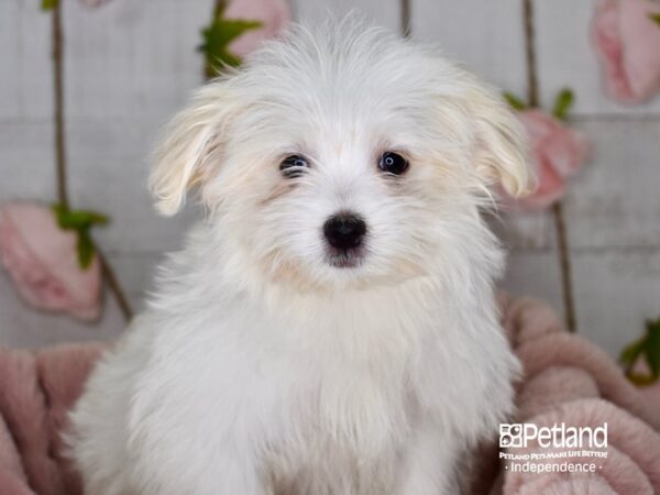 Pom A Poo DOG Female 3640 Petland Independence, Missouri