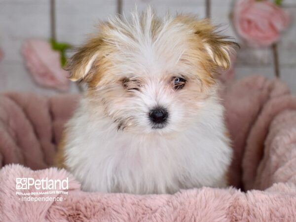 Pom A Poo-DOG-Female-Tan & White-3642-Petland Independence, Missouri