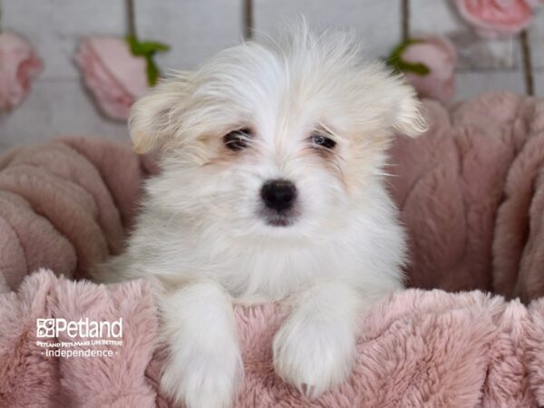 Pom A Poo-DOG-Female-Tan & White-3641-Petland Independence, Missouri