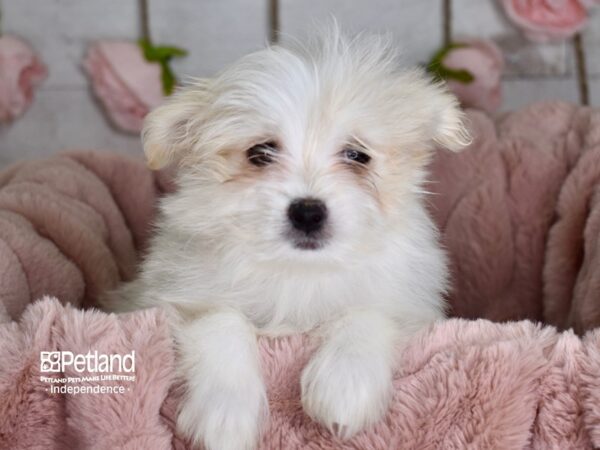 Pom A Poo DOG Female Tan & White 3641 Petland Independence, Missouri