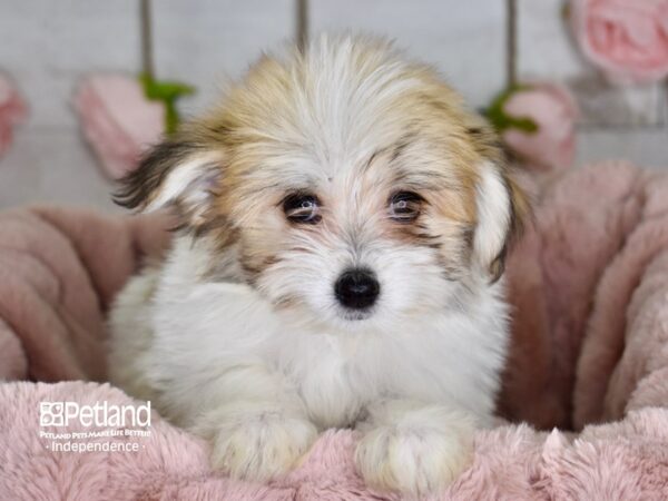 Pom A Poo-DOG-Male--3639-Petland Independence & Lee's Summit, MO