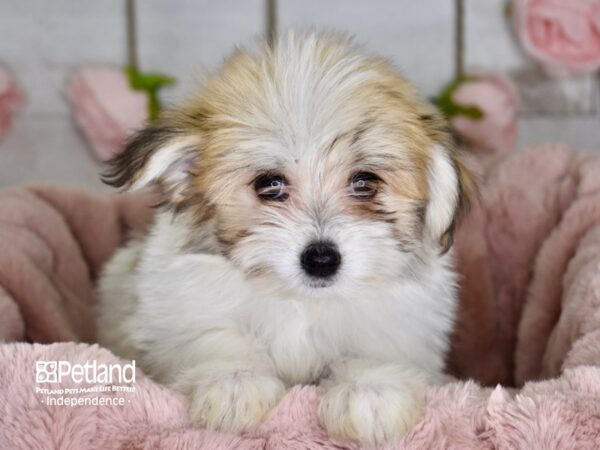 Pom A Poo DOG Male 3639 Petland Independence, Missouri