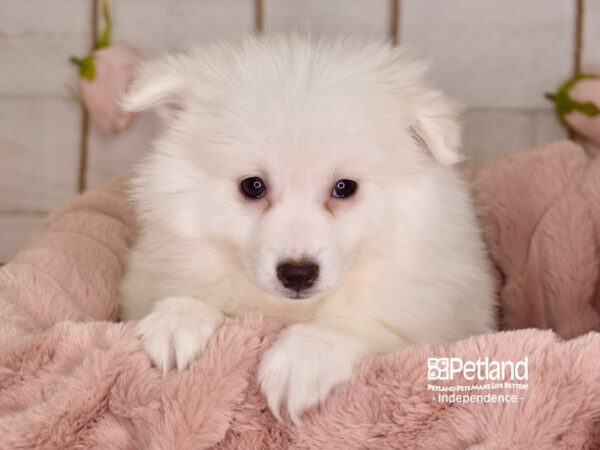 American Eskimo-DOG-Female-White-3643-Petland Independence, Missouri