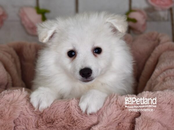 American Eskimo-DOG-Female-White-3646-Petland Independence, Missouri