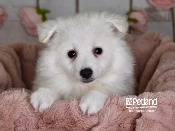 American Eskimo DOG Female White 3646 Petland Independence, Missouri