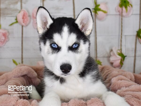 Siberian Husky-DOG-Male--3648-Petland Independence, Missouri