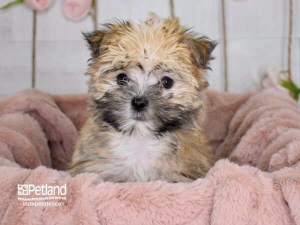 Morkie DOG Male 3649 Petland Independence, Missouri