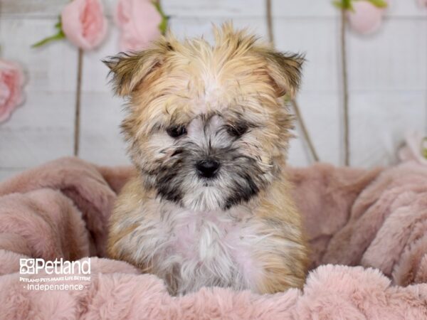 Morkie DOG Male 3650 Petland Independence, Missouri