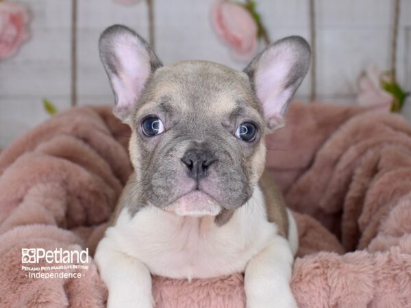 French Bulldog-DOG-Male-Blue Fawn Piebald-3651-Petland Independence & Lee's Summit, MO