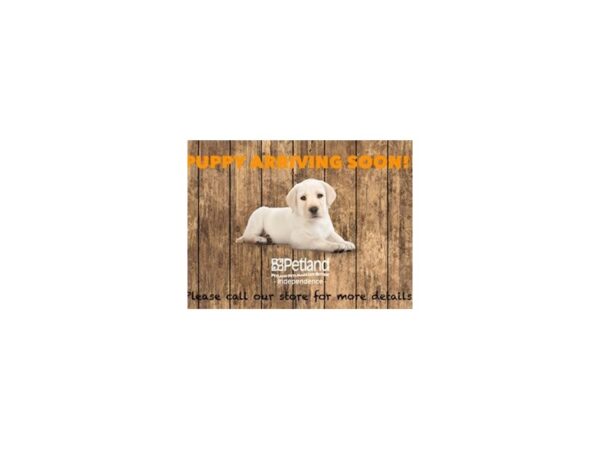 Goldendoodle-DOG-Male-Golden-3667-Petland Independence & Lee's Summit, MO