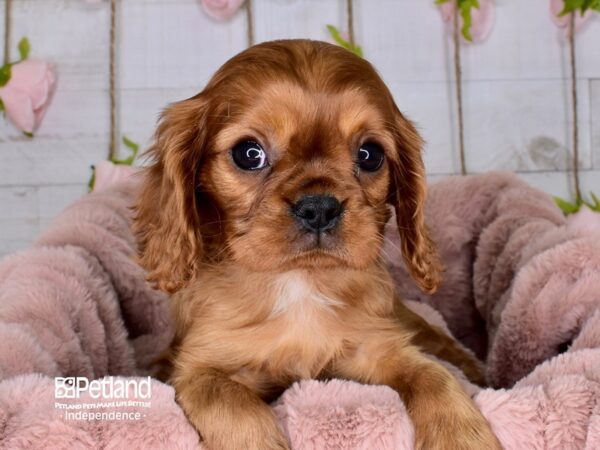 Cavalier King Charles Spaniel DOG Male Ruby 3668 Petland Independence, Missouri