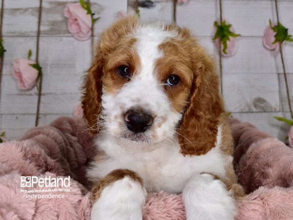 Mini Goldendoodle-DOG-Male--3654-Petland Independence & Lee's Summit, MO