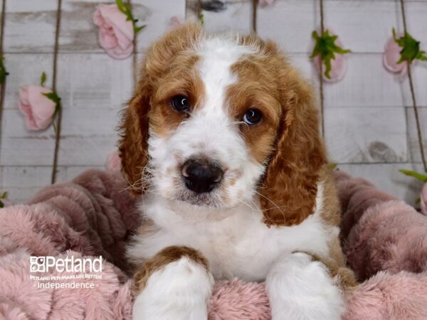 Mini Goldendoodle-DOG-Male--3654-Petland Independence, Missouri