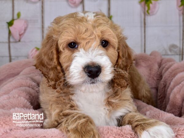 Mini Goldendoodle DOG Female 3656 Petland Independence, Missouri