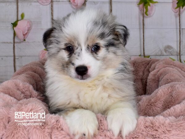 Miniature Australian Eskimo-DOG-Male-Merle-3669-Petland Independence, Missouri