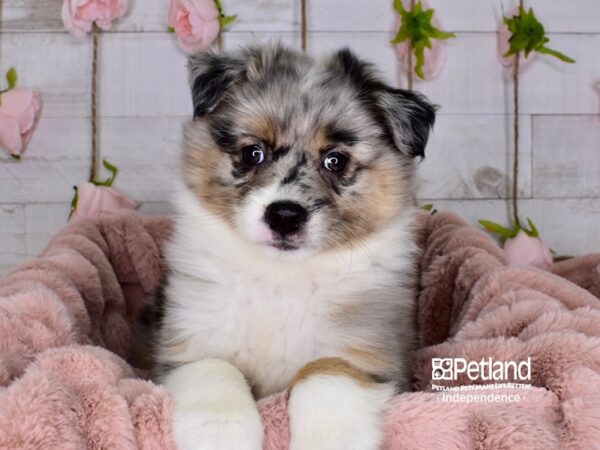 Miniature Australian Eskimo-DOG-Female-Merle-3670-Petland Independence, Missouri