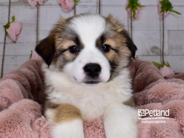 Miniature Australian Eskimo DOG Male Sable & White 3672 Petland Independence, Missouri