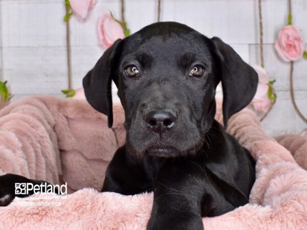 Great Dane-DOG-Female-Black-3664-Petland Independence & Lee's Summit, MO