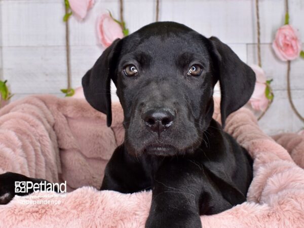 Great Dane DOG Female Black 3664 Petland Independence, Missouri