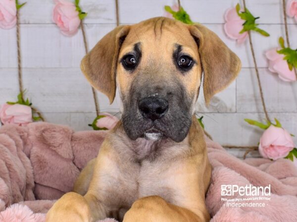 Great Dane DOG Male Fawn 3663 Petland Independence, Missouri