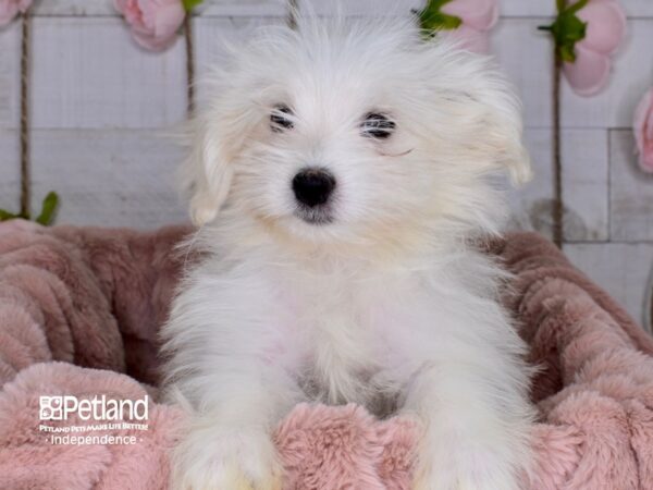 Pom A Poo-DOG-Male-Tan & White-3673-Petland Independence & Lee's Summit, MO