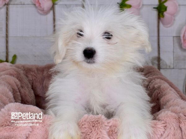 Pom A Poo DOG Male Tan & White 3673 Petland Independence, Missouri