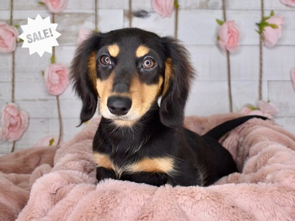 Dachshund-DOG-Male-Black & Tan, Longhaired-3457-Petland Independence, Missouri