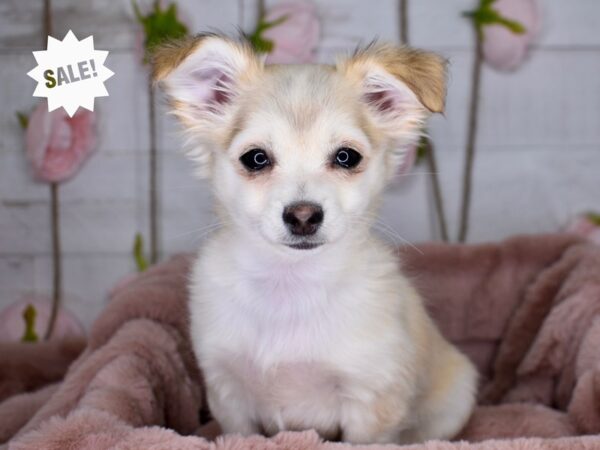 Chihuahua-DOG-Male-Cream-3503-Petland Independence & Lee's Summit, MO